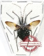 Reduviidae sp. 27 (A2)