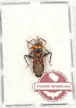 Reduviidae sp. 28