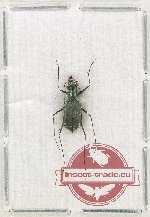Cylindera (Leptinomera) catoptroides