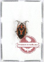 Pentatomidae sp. 11A