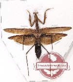 Mantidae sp. 24