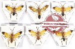 Scientific lot no. 385 Hymenoptera (6 pcs)