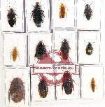 Scientific lot no. 71 Blattodea (12 pcs A, A-, A2)