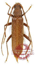 Cerambycidae sp. 3AB (A-)