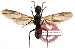 Formicidae sp. 14 (2 pcs)