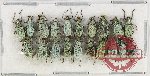 Scientific lot no. 699 Curculionidae (20 pcs)