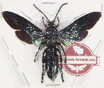 Scoliidae sp. 54 (5 pcs)