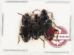 Scientific lot no. 639 Carabidae (3 pcs A2)