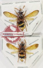 Scientific lot no. 386 Hymenoptera (2 pcs - 1 pc A2)