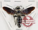 Scoliidae sp. 53