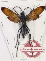 Pompilidae sp. 13 (A2)