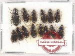 Scientific lot no. 640 Carabidae (14 pcs)