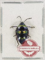 Scutellarinae sp. 53 (A2)
