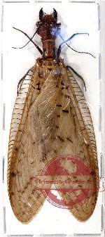 Corydalidae sp. 3