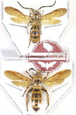 Scientific lot no. 388 Hymenoptera (2 pcs)