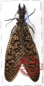 Corydalidae sp. 4