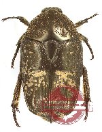 Protaetia (Miksicus) austrosundana (PARATYPUS)