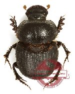 Onthophagus sp. 1ZA (5 pcs)