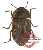 Tenebrionidae sp. 108