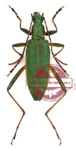 Oedemeridae sp. 3-1