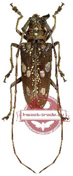 Paraepepeotes gigas