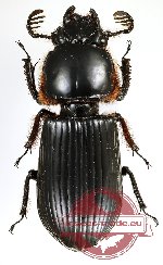 Passalidae sp. 41