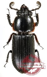 Passalidae sp. 42
