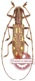 Olenecamptus pseudostrigosus Breuning, 1938