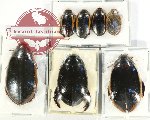 Scientific lot no. 103 Dytiscidae (7 pcs)