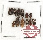 Scientific lot no. 268 Cerambycidae (13 pcs A2)