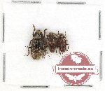 Scientific lot no. 270 Cerambycidae (3 pcs)