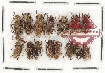 Scientific lot no. 264 Cerambycidae (15 pcs)