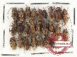 Scientific lot no. 269 Cerambycidae (25 pcs)