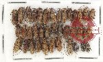 Scientific lot no. 265 Cerambycidae (38 pcs A2)