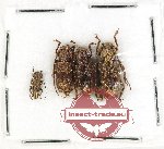 Scientific lot no. 271 Cerambycidae (4 pcs)