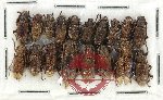 Scientific lot no. 267 Cerambycidae (18 pcs)