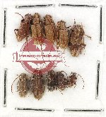 Scientific lot no. 266 Cerambycidae (10 pcs)
