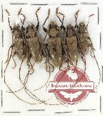 Scientific lot no. 273 Cerambycidae (5 pcs)