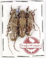 Scientific lot no. 272 Cerambycidae (3 pcs)
