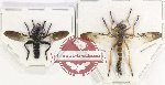 Scientific lot no. 76 Diptera (Asilidae) (2 pcs)