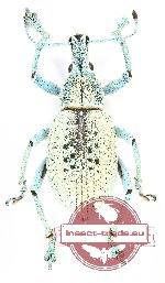 Curculionidae sp. 84 (10 pcs)