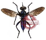 Diptera sp. 14 (SPREAD)