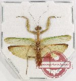 Mantidae sp. 27 (A-)
