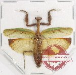 Mantidae sp. 28 (A2)