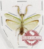Mantidae sp. 31