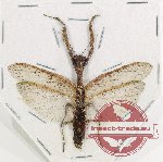 Mantidae sp. 34