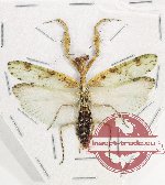 Mantidae sp. 32 (A-)