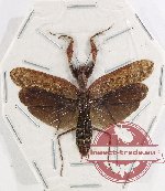 Mantidae sp. 29