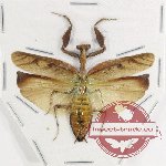 Mantidae sp. 30