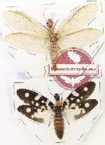 Scientific lot no. 6 Corydalidae (2 pcs A-)